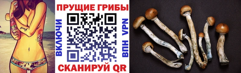 Галлюциногенные грибы Psilocybe  Бугульма 